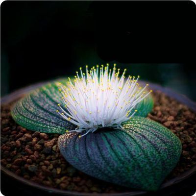 紫镜稀有秋茎风信子开花香