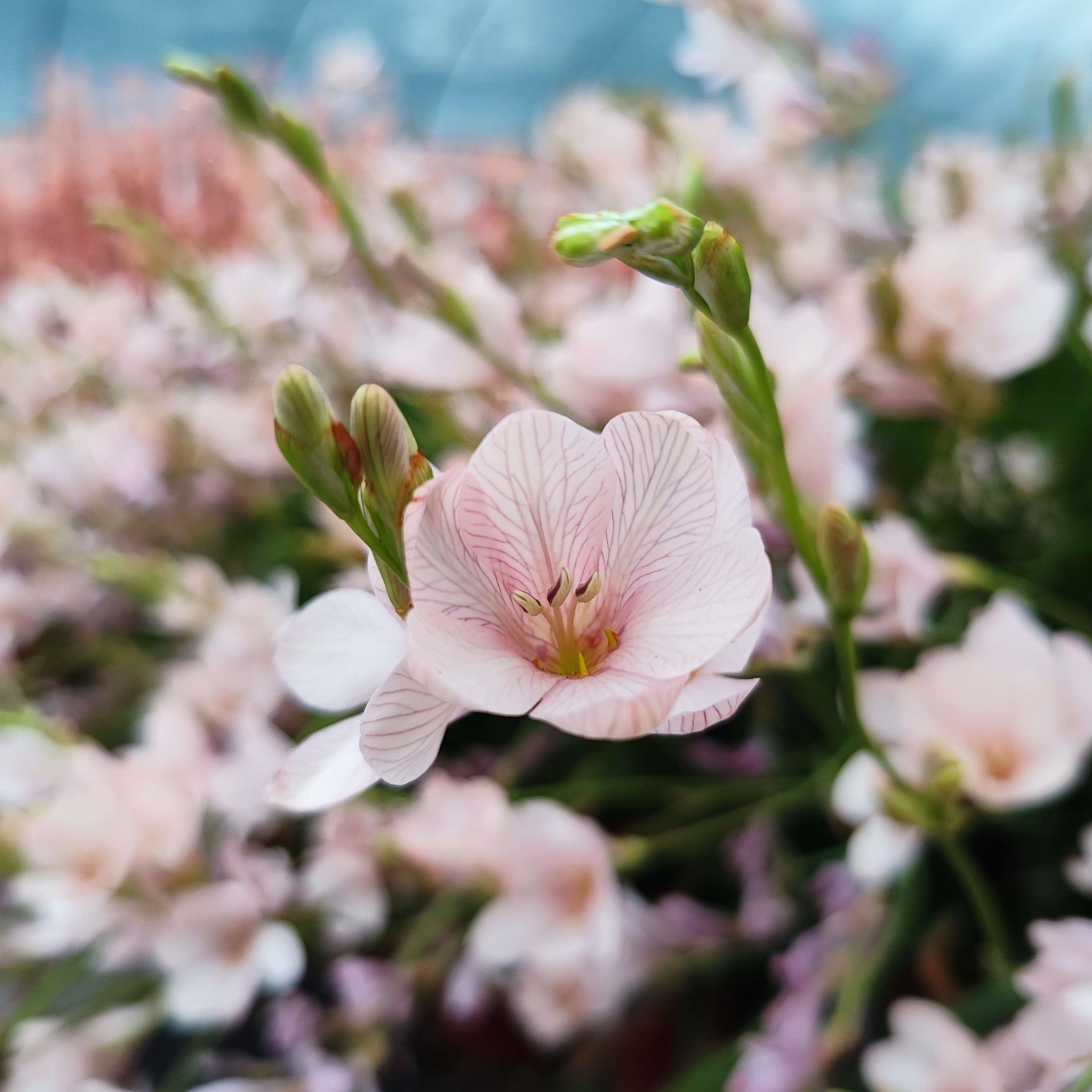 丁咔玫瑰花边鸢尾多年生秋植球根种球花卉庭院阳台稀有种子
