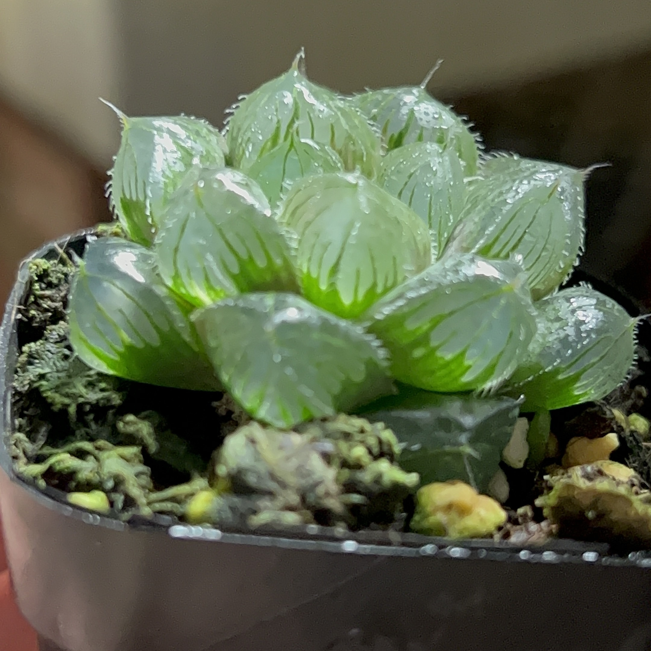 冰魄玉露 十二卷属玉露多肉植物玉露适合室内阳台盆栽