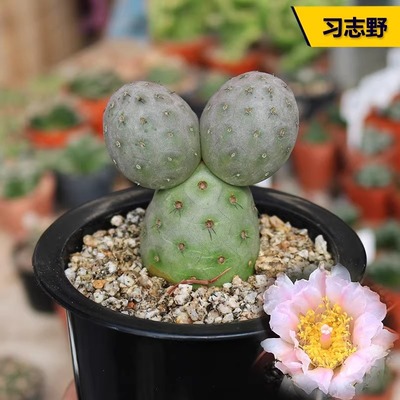 贵货稀有自根开花小盆栽仙人球