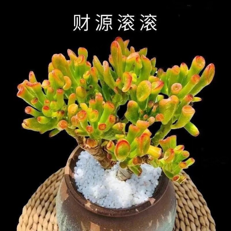 阳台非常容易趣味吸财树