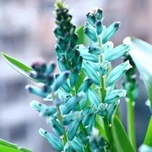 绿松石立金花种球稀有球根花卉阳台庭院多年生秋植种子鸢尾花