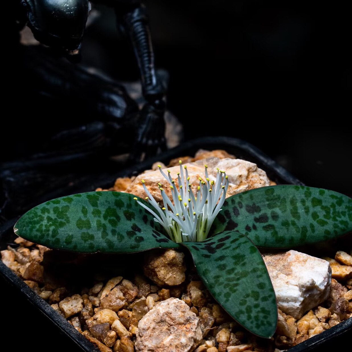 香水味自带油点阳台稀有球根秀丽立金花lachenalia pusilla盆栽