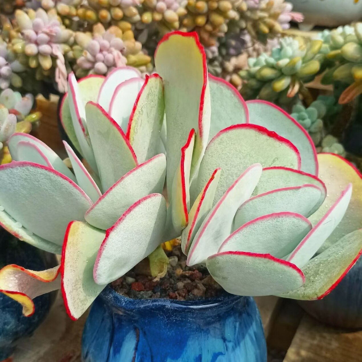 【丁咔】白眉多肉植物红边可爱新手易种景天花卉绿植盆景