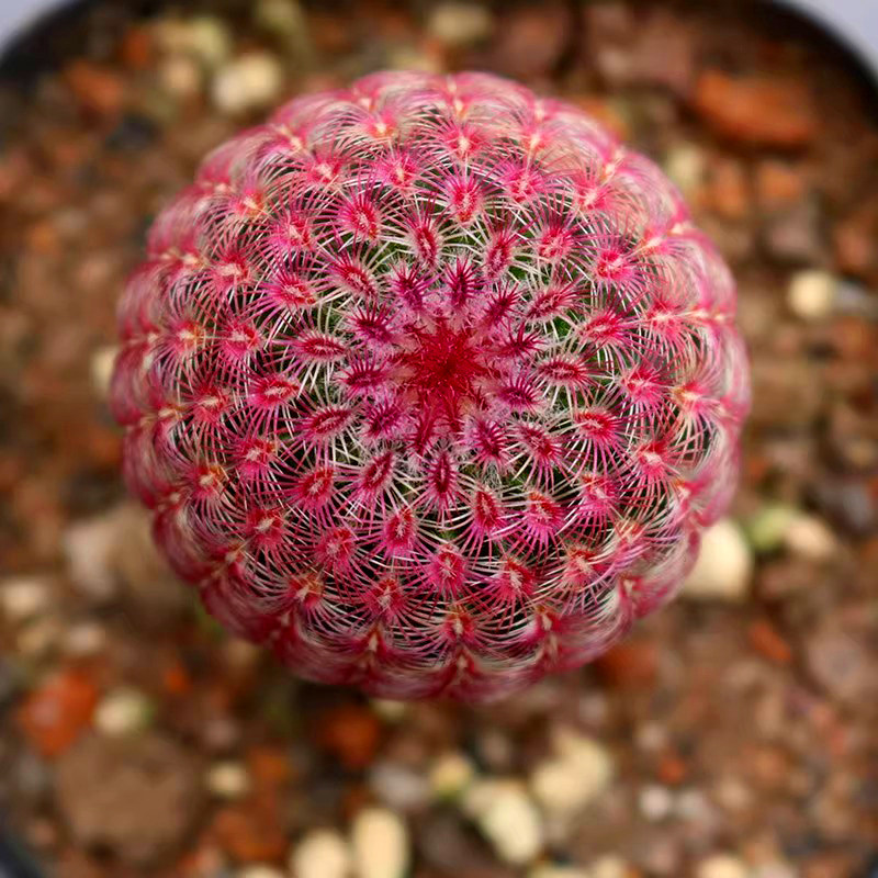 实生红太阳仙人球多肉植物稀有名贵易养开花鹿角柱属室内防辐射