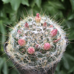 高莎实生仙人球 高沙开花粉花黄花突乳球属新手组合好养活易度夏