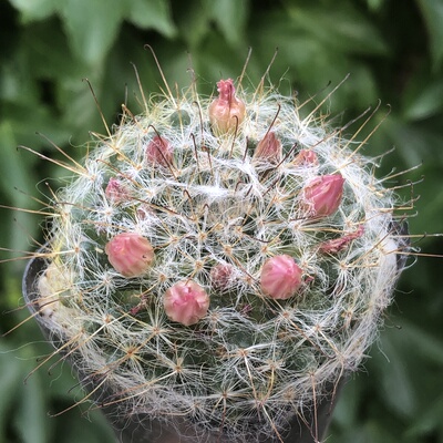 粉花新手组合好养活高莎易度夏