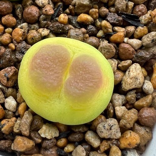 拉登肉锥花好养漂亮两年苗pp生石花番杏多肉植物阳台迷你小盆栽