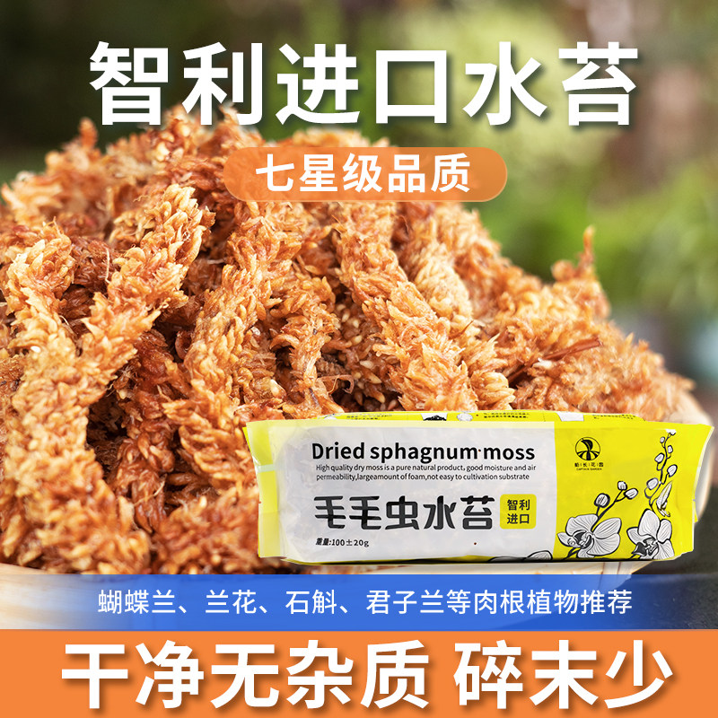 水苔蝴蝶兰专用智利进口毛毛虫水苔干苔藓乌龟造景土兰花专用植料