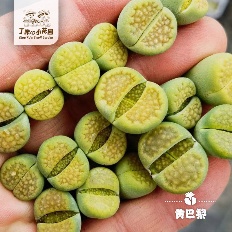 黄巴黎生石花阳台办公室盆栽稀有品种贵货多肉屁股花屁屁花pp花