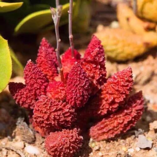 丁咔大疣朱子玉水泡多肉植物盆栽室内绿植创意花卉稀有水泡翠绿石
