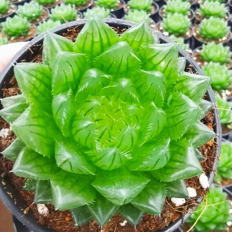 樱水晶 十二卷属玉露多肉植物玉露适合室内阳台盆栽