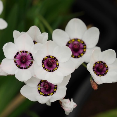 丁咔白色雅致魔杖园艺阳台庭院盆栽花卉植物园多年秋植春花