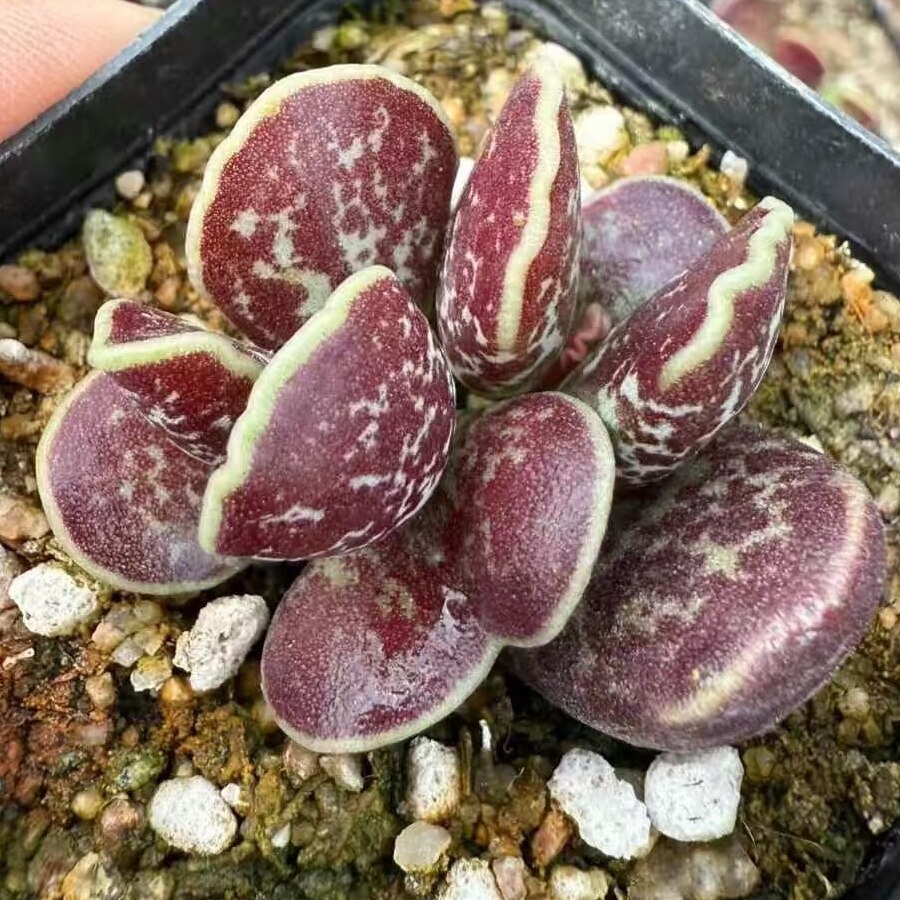 【丁咔】紫库博多肉植物水泡治愈高颜值办公桌阳台盆栽趣味肉肉