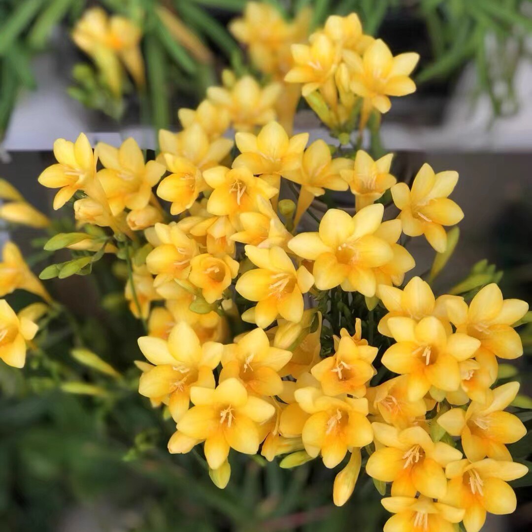 丁咔原生小苍兰黄色香雪兰多年生小球根浓香花卉阳台庭院盆栽植物