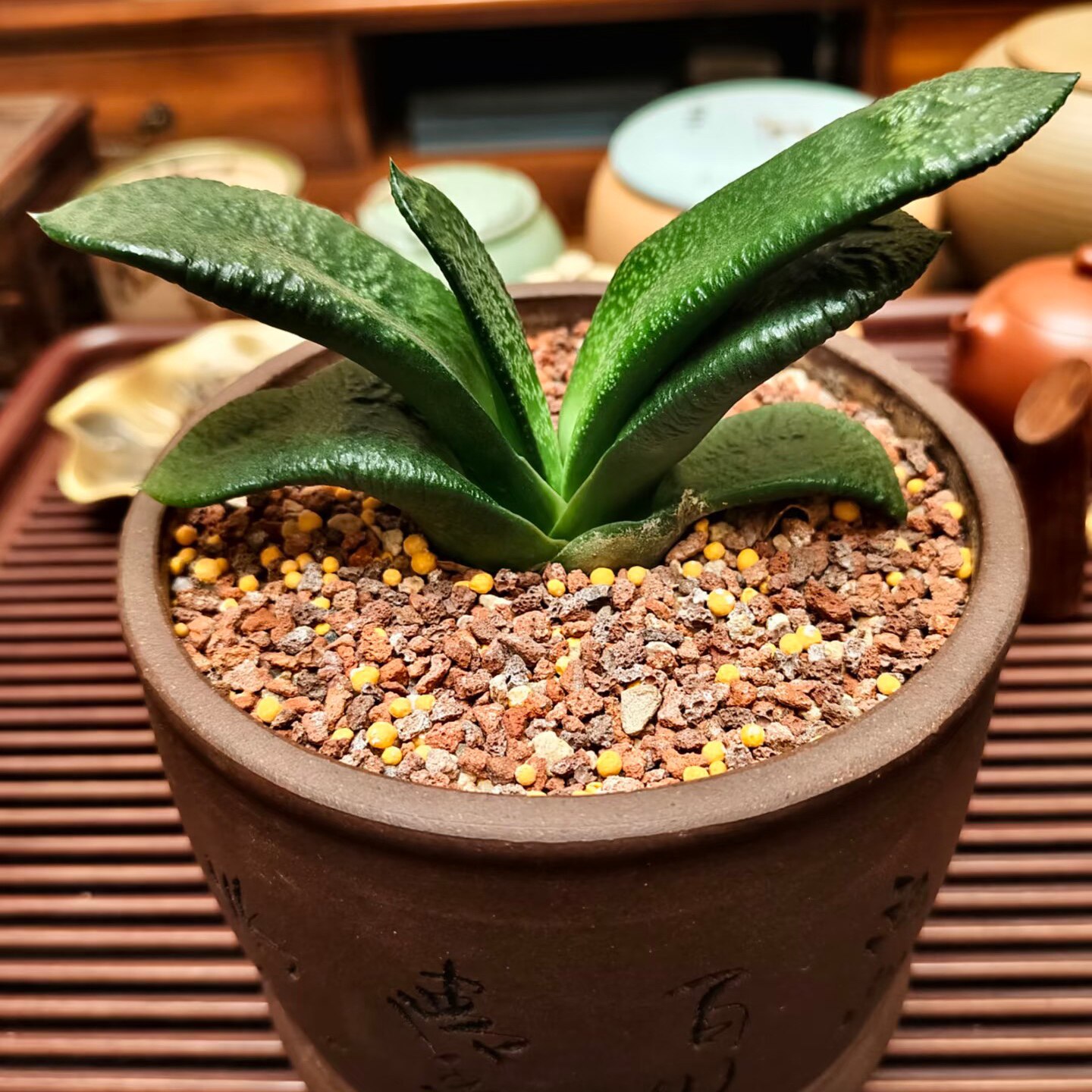 丁咔多肉植物卧牛鲨鱼掌属趣味室内窗台阳台办公桌