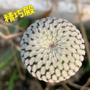 精品实生精巧殿仙人球无刺萌球开花植物室内阳台好养装饰小盆栽