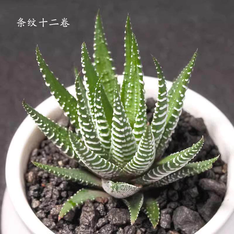 条纹十二卷 十二卷属玉露多肉植物玉露适合室内阳台盆栽