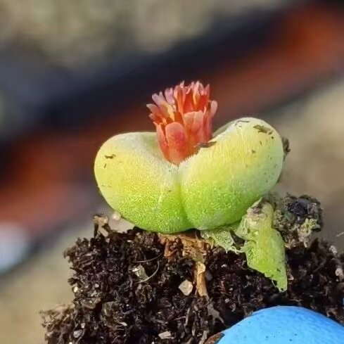 肉锥芬妮水晶鞋sh1212矮胖开花株母本优选可红颗粒质感萌肉植物