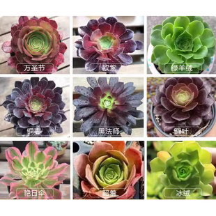 法师多肉美杜莎粉女巫倾城维纳斯烟花缀化超白铜壶锦植物新苗盆栽