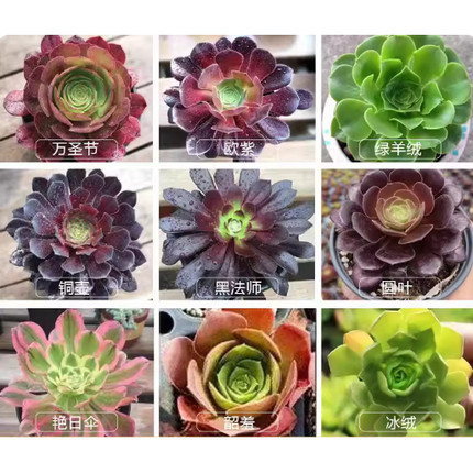 法师多肉美杜莎粉女巫倾城维纳斯烟花缀化超白铜壶锦植物新苗盆栽