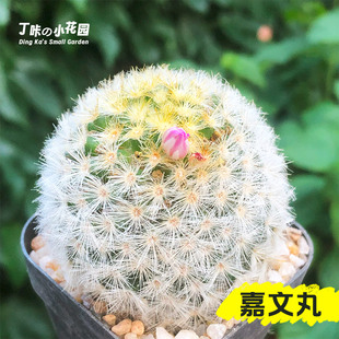 丁咔嘉文丸仙人球实生仙人掌科乳突球属开花可爱多肉植物盆栽