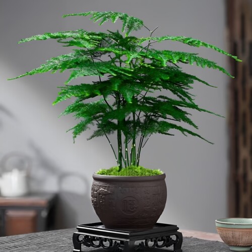 文竹盆栽植物办公室摆件创意花卉室内客厅中式禅意盆景好养绿植
