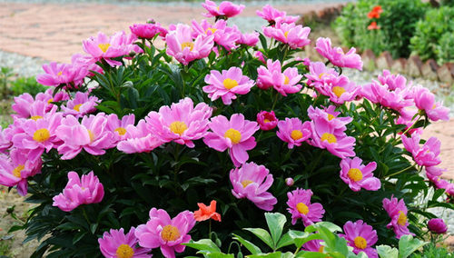 芍药种根价格 芍药种根图片 星期三