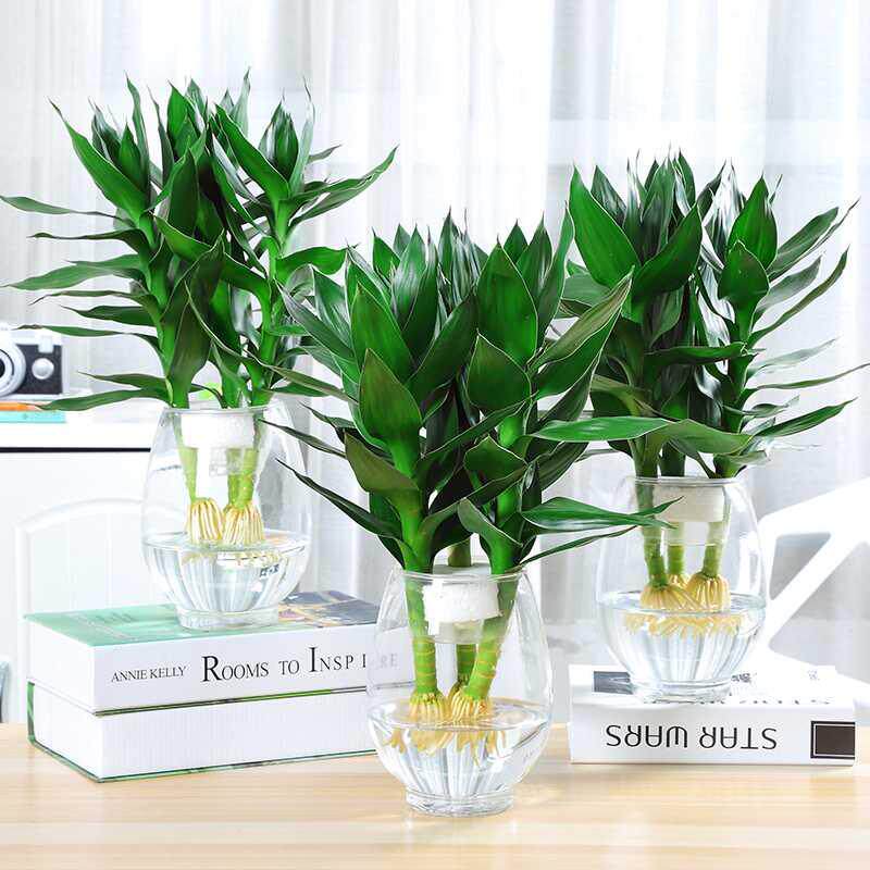 观音竹富贵竹水培植物包邮卧室内客厅水养绿植物盆栽