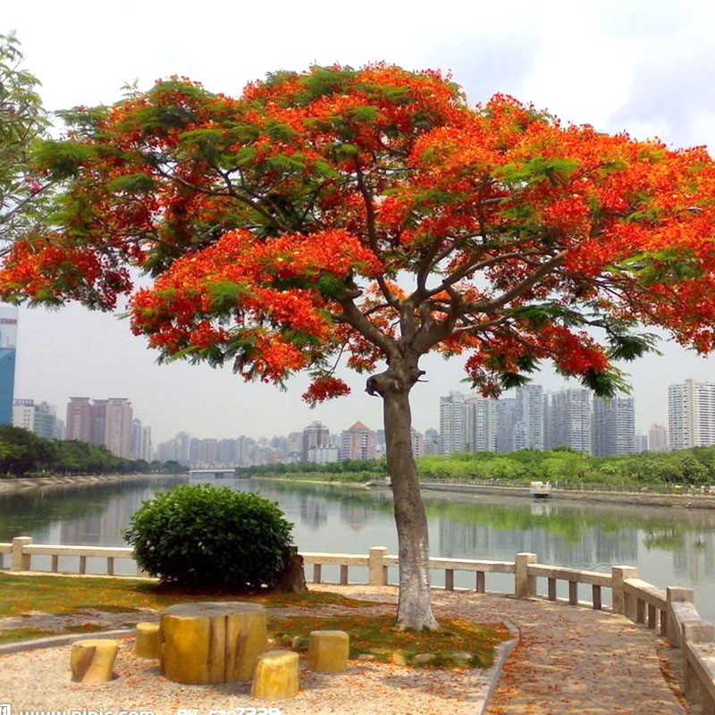 凤凰木树苗凤凰花庭院别墅名贵风景树红花楹大树苗金凤花门前花树