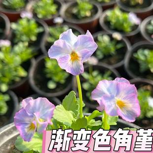 渐变角堇花卉盆栽四季开花室内外装饰草本植物