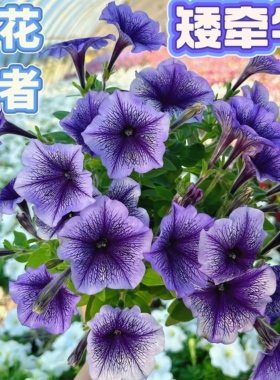 矮牵牛花苗开花机器四季开花阳台庭院盆栽多年生紫色粉色花卉