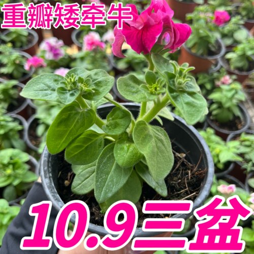 俏花田重瓣矮牵牛盆栽带盆易养