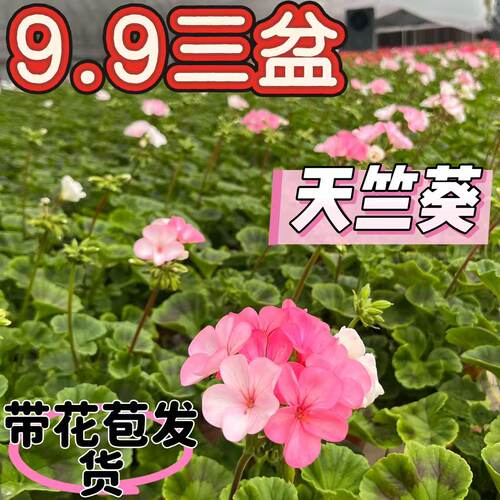 俏花田天竺葵盆栽四季开花易活