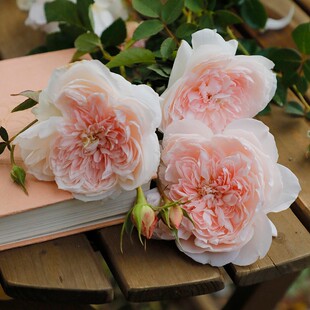 家书月季花苗多季开花大花勤花抗病耐热阳台盆栽庭院地栽抗病好