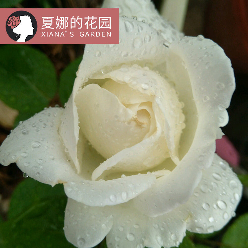 伊芙婚礼之路纯白色切花月季玫瑰花苗盆栽阳台庭院观花耐热大花