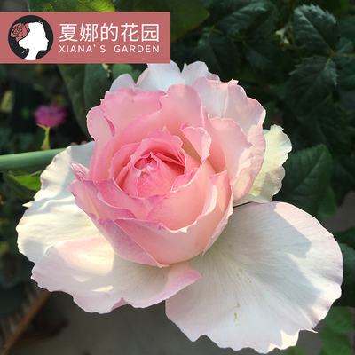 佩尔朱克月季花苗包子型浓香抗病