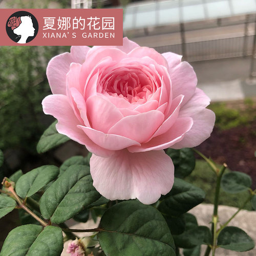 瑞典女王月季粉色大花水果香灌木