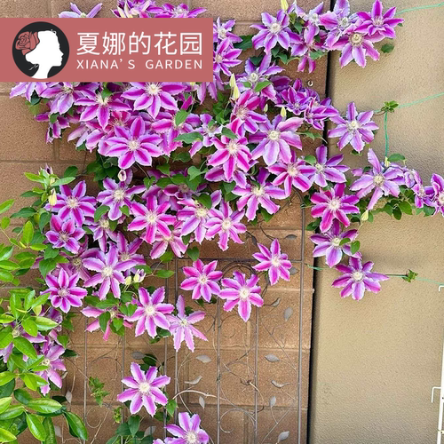 博士铁线莲花苗藤本阳台盆栽