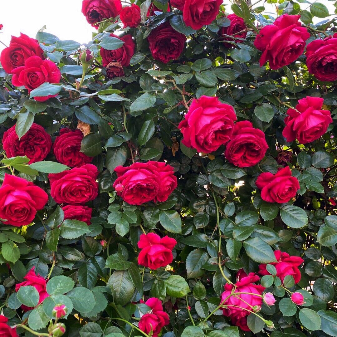 玫瑰国度天使月季花苗多季开花大花浓香抗病勤花红色小藤本爬藤,鲜花速递/花卉仿真/绿植园艺,月季/蔷薇/玫瑰,淘宝优惠券,粉丝福利购,淘宝优惠卷