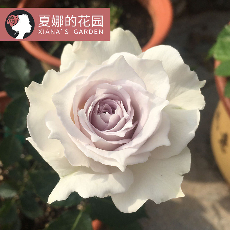 加百列大天使月季花苗阳台盆栽四季开花不断浓香勤花抗病烟灰紫色