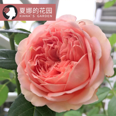 亚伯拉罕月季大花可爬藤花卉