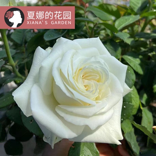珍妮莫罗月季花苗特大花浓香多季开花阳台庭院盆栽地栽灌木白色