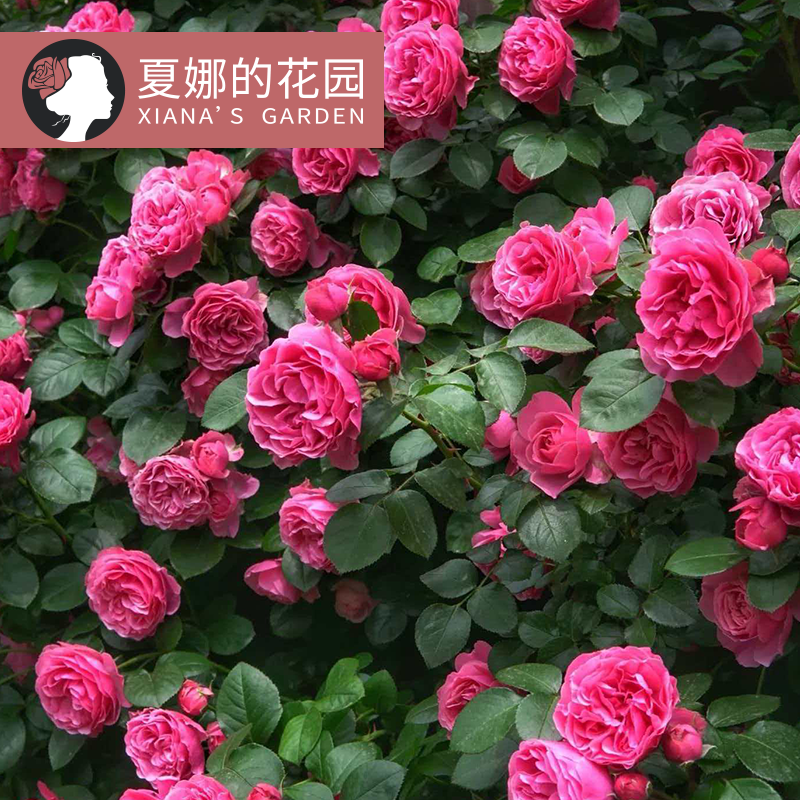 粉色达芬奇月季花苗小型爬藤多季开花阳台庭院盆栽藤本观花植物
