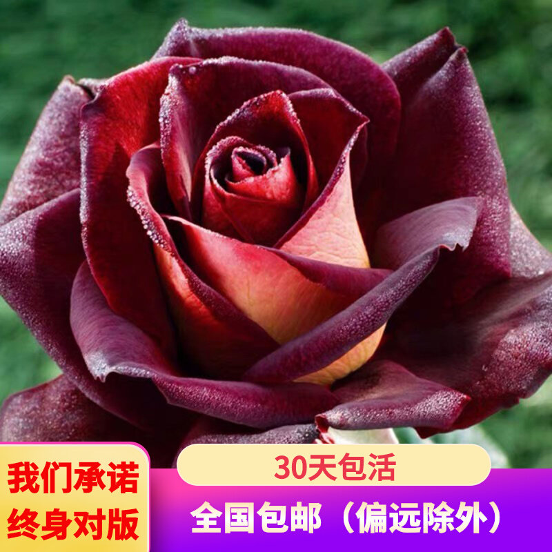 骇客月季花苗四季开花大花灌木观花植物阳台庭院盆栽地栽绒质感
