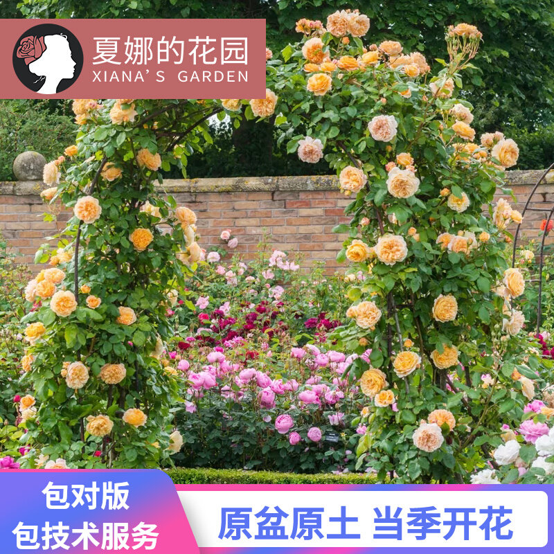 玛格丽特王妃爬藤月季四季开花特大花庭院花墙拱门攀爬花卉易养