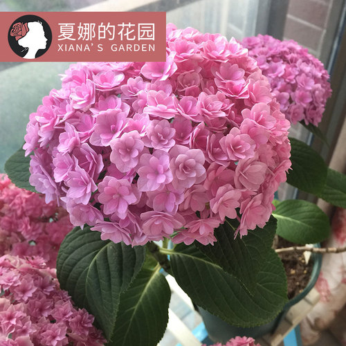 太阳神殿绣球花大苗阳台庭院盆栽易养易活鲜花绣球八仙花紫阳花