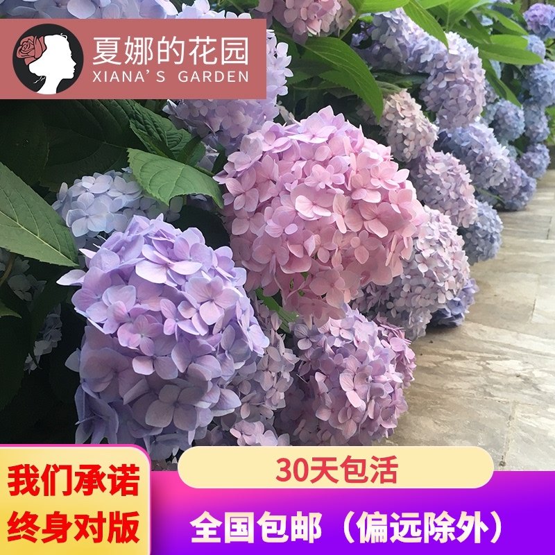 无尽夏绣球花苗室外庭院多季开花阳台盆栽花园绣球花大苗八仙花 夏娜的花园 淘优券