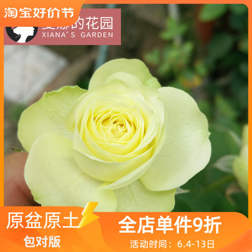 奶油龙沙宝石微型月季四季开花不断阳台庭院盆栽观花花卉植物微月