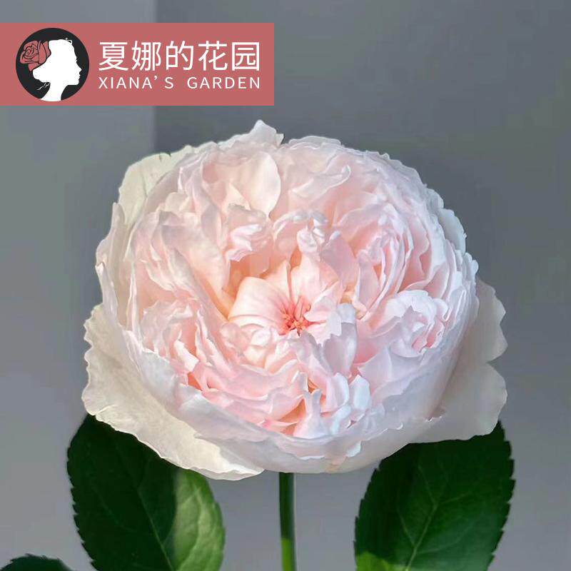 新品可爱瓷月季花苗切花灌木四季开花包子型阳台盆栽户外地栽粉色